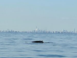 Megan Boone Instagram - Whale watching off the coast of NYC with the @riverkeeper community whose work helps make all of this possible (give the second slide some time. It’ll be worth it) 🐋