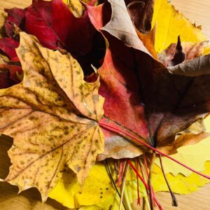 Megan Follows Instagram - I love autumn. #fallcolors #quebec #autumnvibes🍁 #nature #trees #leaves #lookontheground #change #mapleleaf