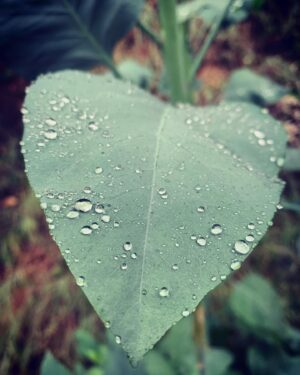 Megan Follows Instagram - Hiked in the rain. #raindrops #wetleaves #spiderweb #spiderwebsandraindrops