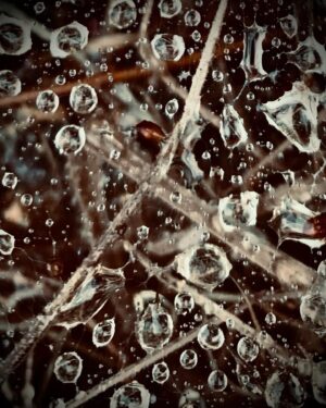 Megan Follows Instagram - Hiked in the rain. #raindrops #wetleaves #spiderweb #spiderwebsandraindrops