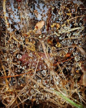 Megan Follows Instagram - Hiked in the rain. #raindrops #wetleaves #spiderweb #spiderwebsandraindrops