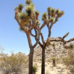 Megan Nicole Instagram - Joshua Tree is out of this world 👽👽
