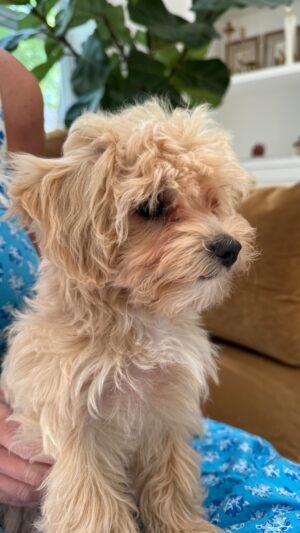 Melanie Paxson Instagram - Nothing ruins Friday more… than when it’s actually Tuesday. UGH. Ruff life for Mabel. 🐶 

#melaniepaxson #melly #actress #disney #disneyactress #dog #doglife #mabel #spring #dogworld #home #family #descendants #familydog #roughlife #charleston #explorechs #chs