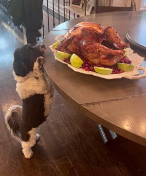 Melina Kanakaredes Instagram - Happy Thanksgiving from my family to you and yours! 🍁♥️ and all adorable pooches (like Enzo) who are “tempted” by the holiday feast!😂♥️🐶🍁#grateful
