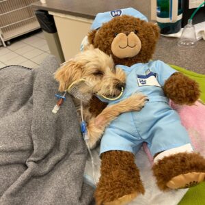 Melissa Bolona Instagram - Dearest Bubba (Paco),
 Happy National Dog Day to YOU.  Today is the day you came home after 6 scary days in the hospital. Talk about irony.  I’ve always known how incredibly sweet and tough you are. But wow, what a fighter. I am better to know you and to love you.  I feel like the luckiest girl in the world that I have shared the past ten years with you and looking forward to another ten more. My brave, brave Bubba. I kept telling the doctors “you don’t understand, it’s sincerely not his time.” And of course “but no one on planet earth loves me like Bubba loves me!!!😭” and here we are. Back home in recovery mode back to our routine. Love you to the moon and back, my best friend.