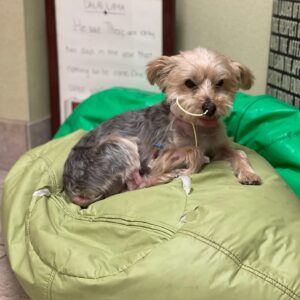 Melissa Bolona Instagram - Dearest Bubba (Paco),
 Happy National Dog Day to YOU.  Today is the day you came home after 6 scary days in the hospital. Talk about irony.  I’ve always known how incredibly sweet and tough you are. But wow, what a fighter. I am better to know you and to love you.  I feel like the luckiest girl in the world that I have shared the past ten years with you and looking forward to another ten more. My brave, brave Bubba. I kept telling the doctors “you don’t understand, it’s sincerely not his time.” And of course “but no one on planet earth loves me like Bubba loves me!!!😭” and here we are. Back home in recovery mode back to our routine. Love you to the moon and back, my best friend.