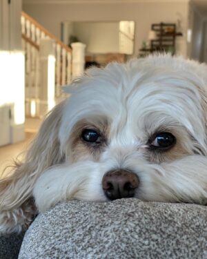 Melissa Claire Egan Instagram - So very sad to share we had to say goodbye to our sweet Sophia yesterday😭💔 And although we were so lucky to have 16 1/2 years with this special angel, it just never seems like enough time. We are heartbroken but also grateful. Sophia made me a Mom. She changed me forever. So many of you knew and loved her. She was the best girl, so much personality, hated the mailman and loved “getting the mail.” She barked at any animal on the tv. And although she slowed down a lot the last year or two, she always had the most human eyes. She was our best girl and I can’t imagine her not being here anymore😭 I know it’s part of life as a dog parent, but it hurts so bad. We will love you forever our sweet Sophie girl. And will see you again one day. Now go get that mailman🕊️❤️🐾