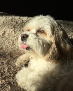 Melissa Claire Egan Instagram - So very sad to share we had to say goodbye to our sweet Sophia yesterday😭💔 And although we were so lucky to have 16 1/2 years with this special angel, it just never seems like enough time. We are heartbroken but also grateful. Sophia made me a Mom. She changed me forever. So many of you knew and loved her. She was the best girl, so much personality, hated the mailman and loved “getting the mail.” She barked at any animal on the tv. And although she slowed down a lot the last year or two, she always had the most human eyes. She was our best girl and I can’t imagine her not being here anymore😭 I know it’s part of life as a dog parent, but it hurts so bad. We will love you forever our sweet Sophie girl. And will see you again one day. Now go get that mailman🕊️❤️🐾