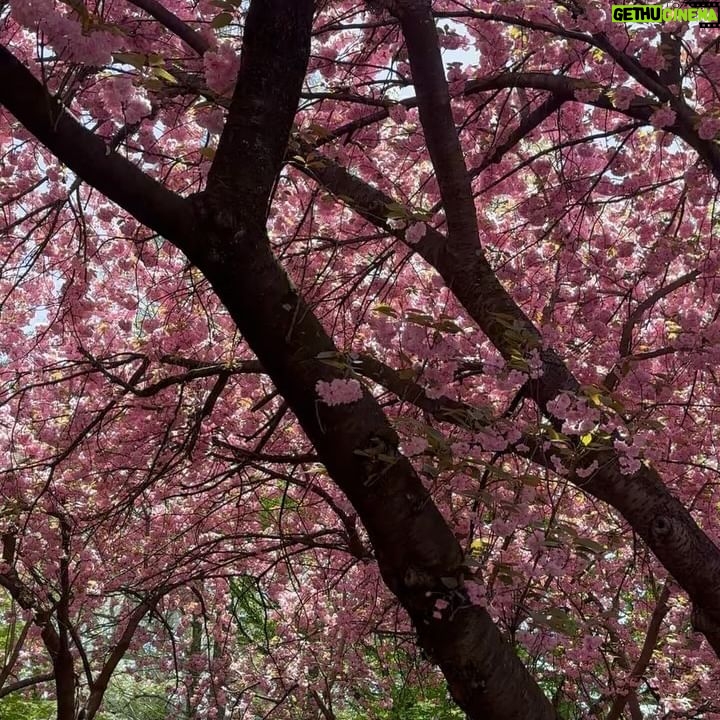 Melissa King Instagram - April blooms with Uncle Mel 🌸🌸🌸