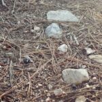 Melissa O'Neil Instagram - Colin and I were cruising through this special area in the San Bernadino National Forest and came across this circle that had a little mound of dirt with pine needles covering it like a seat. Looked like a good spot to tend a fire or, as we discovered, to watch the sun begin its descent. We sat there for a little while listening to the riiiccchh silence. So many special treasures within this semi-secret forest entry. Love sharing these special moments with my Bro. We went back the next morning with Tater. ✨🌲🌳🦅✨ Tonight is our season finale of The Rookie!! I’m going to try and dig up some content for you guys. Still resurfacing from a super full week with my family being in town. Hope you’re doing well.🏵