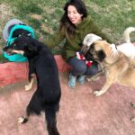 Meltem Yılmazkaya Instagram - Süslü cümleler kurmaya gerek yok. Uyutmak , öldürmek demek. Senin canini veren baska yaradan mi? #katliamyasatasarısınahayır #sokakhayvanları
