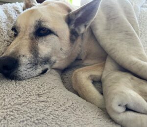 Mercedes Mason Instagram - Dear Yogurt,

You were the bestest boy. My heart is shattered yet again. Another fur baby, gripped by bone cancer, waits for me at rainbow bridge. You were my shadow, my buddy, my crazy fart machine squirrel killer cat molester. I miss you already. I can’t wait to nuzzle that face when we meet again. I love you Yogurt. 

Rest In Peace big boy. Mama loves you always. 💔💔💔

(And yes, that’s a sanitary pad stuck to his backside in the last photo….#kids)