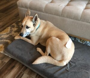 Mercedes Mason Instagram - Dear Yogurt,

You were the bestest boy. My heart is shattered yet again. Another fur baby, gripped by bone cancer, waits for me at rainbow bridge. You were my shadow, my buddy, my crazy fart machine squirrel killer cat molester. I miss you already. I can’t wait to nuzzle that face when we meet again. I love you Yogurt. 

Rest In Peace big boy. Mama loves you always. 💔💔💔

(And yes, that’s a sanitary pad stuck to his backside in the last photo….#kids)