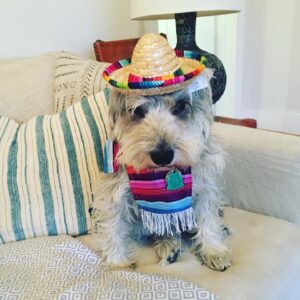 Meredith Hagner Instagram - My darling Bowie, I’ll never stop loving you, and I’ll never stop being grateful for the gift that was growing up with you. As I type this I cry and it all feels weird but the internet can be a cozy place for moments like this right?You were almost 15 and we were two weirdos in love for 12 of them. You were one of a kind, and not everyone’s cup of tea, but the best ones never are. When I rescued you you had bruises on the whites of your eyes, and growled at me but I gave you a sausage and the rest is history. You also made a pact with me then and there to try to protect me from any man who came within 3 feet of me. I tried to convince you this was actually counter to what I wanted but nonetheless you protected. You were cool immediately with wyatt which I think says something?Thank you for teaching me how to be a mother, thank you for being there for me and for being my life partner through the abyss of my 20s. The experiences countless. My protector, my loyal loyal one, my teacher. He passed peacefully in my home, in my arms. I whispered what a good boy he was as he crossed over. You were mine for a little while my love. And what a lucky girl I was.  If you have any memories or pictures of Bowie will you send them? Thank you.