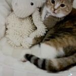 Mia Allan Instagram - Rescued our cat Bebe from a litteral gutter when she was a few weeks old. Shes a teenager now 😬 🤣🤣 @theallantwins @ellaallanofficial @miaallanofficial #cat #cats #catlover #kitty #kitten #kittens #kittycat #kittenlove #teenager #teen #attitude #scratch #suprise #ellaallanedit #miaallanedit #ellaandmia #janethevirgin #janethevirgincast #singleparents #loudhouse #loudhousefamily #loudhouseedits #twins #twinsoftiktok #love #theallantwins #theallantwinsedit #allantwins #actor #act @nicktheloudhouse @nickelodeon @tiktok @singleparentstv @cwjanethevirgin @cats_of_instagram