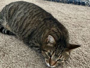 Michael Bruner Instagram - Happy international cat day!!! 🐈‍⬛ 🐈 Our girls are celebrating international cat day by watching the post-veto ceremony feeds tonight! They are #TeamMichael 😻 #bb24 #internationalcatday