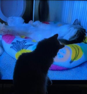 Michael Bruner Instagram - Second up is Meghan the fluffy cat. She loves cuddles, chewing on plastic bags, sleeping between Michael and I, and of course playing with the BB live feeds kitties! She’s the youngest of the 3 cats and is proud of Michael’s POV wins! She wants to see a Michael HOH tonight ❤️❤️ #bb24 #teammichael
