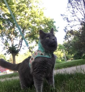 Michael Bruner Instagram - Second up is Meghan the fluffy cat. She loves cuddles, chewing on plastic bags, sleeping between Michael and I, and of course playing with the BB live feeds kitties! She’s the youngest of the 3 cats and is proud of Michael’s POV wins! She wants to see a Michael HOH tonight ❤️❤️ #bb24 #teammichael