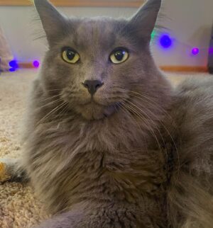 Michael Bruner Instagram - Second up is Meghan the fluffy cat. She loves cuddles, chewing on plastic bags, sleeping between Michael and I, and of course playing with the BB live feeds kitties! She’s the youngest of the 3 cats and is proud of Michael’s POV wins! She wants to see a Michael HOH tonight ❤️❤️ #bb24 #teammichael