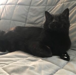 Michael Bruner Instagram - In honor of Michael’s 3 POV wins, I am highlighting 3 of his biggest fans! First up is Lila 🐈‍⬛ She’s a beautiful and grumpy girl who is 12 years-old. She loves to lay on our chest and purr. She is the queen of our house 👑 and is manifesting an HOH win tonight for dad!! #bb24 #teammichael