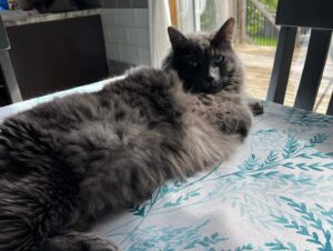 Michael Bruner Instagram - Happy international cat day!!! 🐈‍⬛ 🐈 Our girls are celebrating international cat day by watching the post-veto ceremony feeds tonight! They are #TeamMichael 😻 #bb24 #internationalcatday