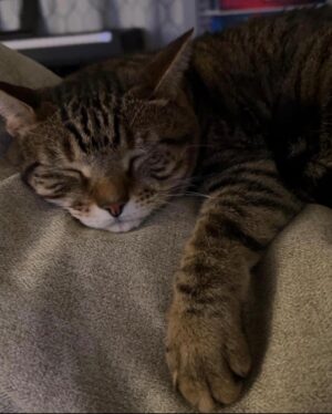 Michael Bruner Instagram - Last but not least is Sasha. She loves eating treats with her favorite being rotisserie chicken, watching birds out the window, and sleeping. She’s super speedy and gives the best chin kisses. She’s proud of Michael and manifesting that dad will avoid the block and win his 4th veto this week😻😻#bb24 #teammichael