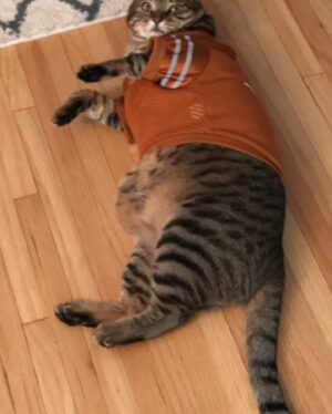 Michael Bruner Instagram - Last but not least is Sasha. She loves eating treats with her favorite being rotisserie chicken, watching birds out the window, and sleeping. She’s super speedy and gives the best chin kisses. She’s proud of Michael and manifesting that dad will avoid the block and win his 4th veto this week😻😻#bb24 #teammichael