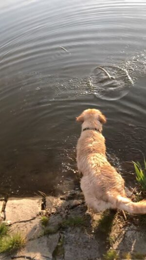 Michaela Badinková Instagram - Harvey si plavecký výcvik udělal po svém 😂❣️“ Jak jinak Haf”🐶