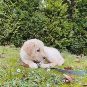 Michaela Badinková Instagram - Tohle je naše denní dávka roztomilosti, náš medvídek Harvey 🐶💛 #zlatyretrivr #stenatko #laska