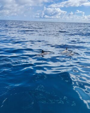 Michele Plaia Instagram - Who remembers Flipper? Well he had a brother 🐬