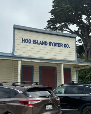 Michelle Macedo Instagram - 🍷Last weekend in Napa for @bottlerocknapa was lightning in a bottle✨Along with seeing Stevie Nicks   St. Vincent 🌱We had some grand adventures which included a sweet golden retriever named Winnie running up to me in the middle of a field of wildflowers @heidrunmeadery 🌻and the best oysters at @hogislandoysterco 🦪and a run in with @thatkevinsmith ❤️thanks @turtletaubq for being our NorCal guide