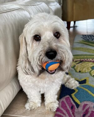 Mika Kleinschmidt Instagram - Wonderful Labor Day spending time with my bestie and partner in life. Had to leave my other baby at home but he got to play a lil ball😂🥰❤️. 

@raysbaseball @mrbreakinground @chuckitfetchgames @tampabaytimes @hgtv Special Thanks to @midflorida_creditunion