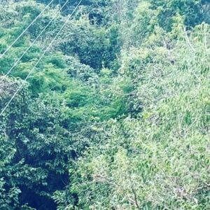 Militta Bora Instagram - Un día hice tirolesa 
La tirolese 
Desafiando el miedo y el vertigo
Algo que siempre me parecio genial, subi 33 metros segurisima pero cuando llegue ahi mi mente me frenaba Aunque yo queria, sentía que NO podía incluso viendo a niños que lo hacian y era todo re seguro, así que baje la torre sin lograr hacerlo y me quede con una sensación de frustración horrible porque quería pero no me animaba pero finalmente  volvi y pude animarme acompañada por alguien que quiero mucho, sentir el apoyo de alguien siempre nos da coraje para hacer cosas q no te animas, deseo que EL AMOR LE GANE AL MIEDO en tu vida y puedas hacer lo que queres hacer pero no te animas!!! 🩷❤️❤️ #nofear #jungle #méxico #tirolesa #vertigo #nature #love