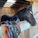 Mimi Webb Instagram - meet my horsey life 🫀❤️