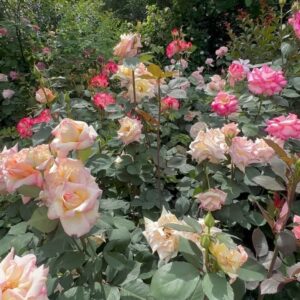 Mina Shirakawa Instagram - 🥀🌹Rose Garden🌹🥀

#ROSE #flower #Japan
#MinaShirakawa #バラ #バラ園