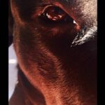 Mine Kılıç Instagram – An animal’s eyes have the power to speak a great language.
Martin Buber

#4ekimhayvanlarıkorumagünü 🤟🏼