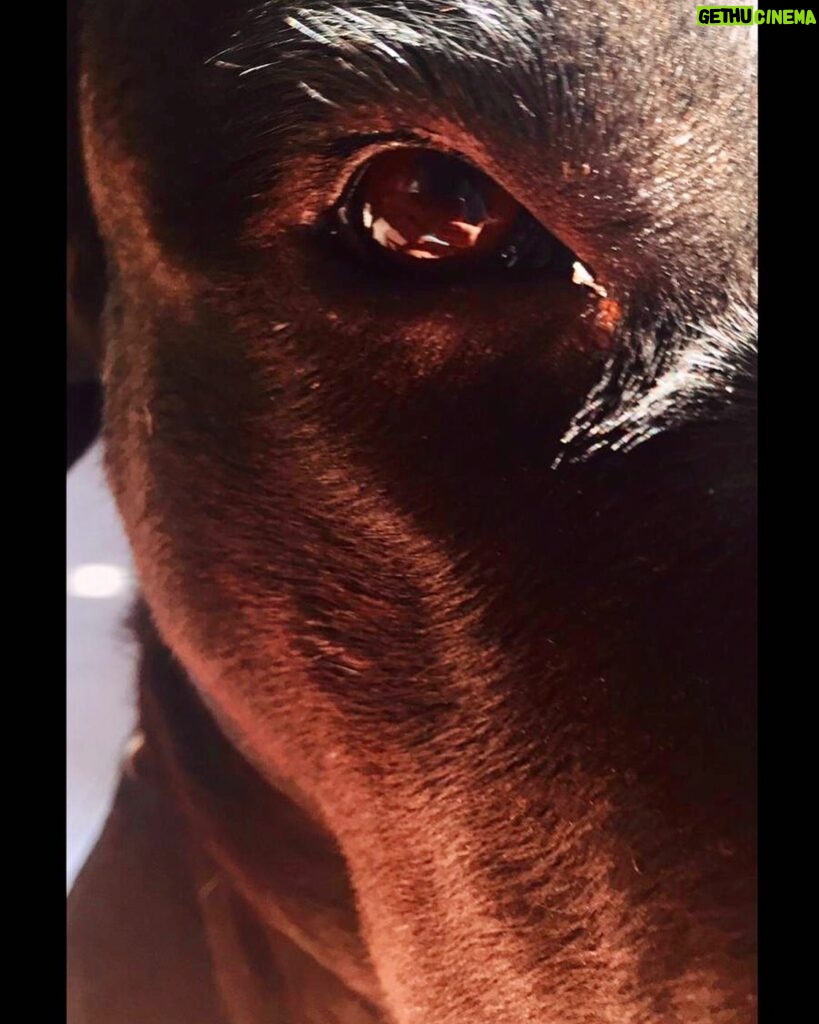 Mine Kılıç Instagram - An animal's eyes have the power to speak a great language. Martin Buber #4ekimhayvanlarıkorumagünü 🤟🏼