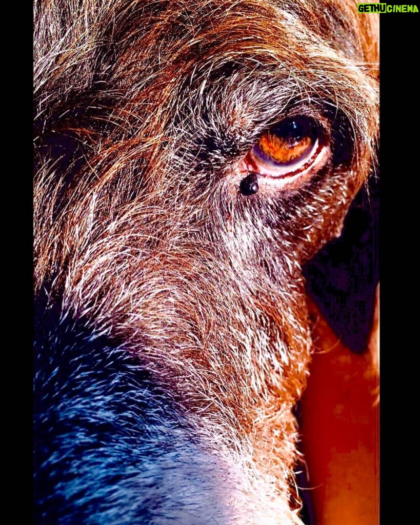 Mine Kılıç Instagram - The more i learn about people,the more i like my dog. M. Twain #4ekimhayvanlarıkorumagünü 🤟🏼