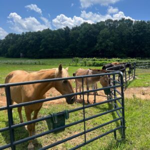 Mini Anden Instagram - LIFE LATELY *me *the daily breakfast line *barn cats being just that *golden boy moment *a full bed *4th of July squirt gun parade *house progress *lots of kisses and *some nice asses to round it up 😜#onthefarm