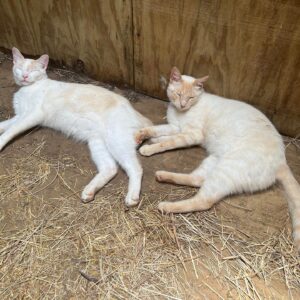 Mini Anden Instagram - LIFE LATELY *me *the daily breakfast line *barn cats being just that *golden boy moment *a full bed *4th of July squirt gun parade *house progress *lots of kisses and *some nice asses to round it up 😜#onthefarm