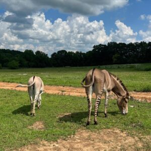 Mini Anden Instagram - LIFE LATELY *me *the daily breakfast line *barn cats being just that *golden boy moment *a full bed *4th of July squirt gun parade *house progress *lots of kisses and *some nice asses to round it up 😜#onthefarm