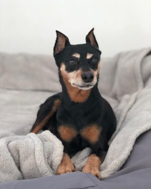 Mini Anden Instagram - Yesterday we said goodbye to our beautiful Gerty. For 18 years she graced us with her sweet, sassy presence. We love you Trudes. See you at the #rainbowbridge sweet mama. #foreverinourhearts We’ll always have Paris ❤️