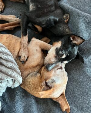 Mini Anden Instagram - Yesterday we said goodbye to our beautiful Gerty. For 18 years she graced us with her sweet, sassy presence. We love you Trudes. See you at the #rainbowbridge sweet mama. #foreverinourhearts We’ll always have Paris ❤️