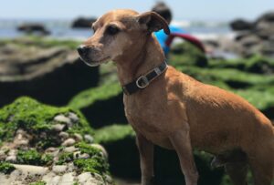 Mini Anden Instagram - Georgie Porgie pudding and pie. ❤️My little peanut. My good boy. 17 years of love. Thank you for your time here with us. We love you so much. See you again baby boy #rainbowbridge ❤️🌈🕊️#foreverinourhearts