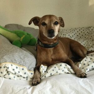 Mini Anden Instagram - Georgie Porgie pudding and pie. ❤️My little peanut. My good boy. 17 years of love. Thank you for your time here with us. We love you so much. See you again baby boy #rainbowbridge ❤️🌈🕊️#foreverinourhearts