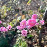 Mio Kudo Instagram -