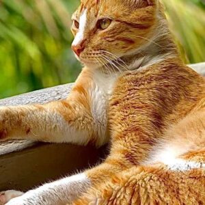 Mirianne Brûlé Instagram - J’écris ces lignes avec des larmes qui coulent sur mes joues. Jamais je n’aurais pensé éprouver autant de tristesse face à la perte d’un animal. C’est la première fois de ma vie que j’y suis confrontée en fait. 

Comme vous êtes plusieurs à me demander…Carotte a disparu mercredi  soir avant notre départ pour la Gaspésie. Quand j’ai vu qu’il n’était pas rentré jeudi matin j’ai trouvé ça très étrange puisqu’il dormait toujours collé sur moi. On l’a cherché, en vain. On avait demandé à notre voisin de le garder pendant notre absence. Carotte n’est jamais rentré. C’est par l’entremise de groupes facebook que nous avons appris sa mort lundi soir. Confirmée par des photos reçues de la spca ce matin. Il s’est fait frappé par une voiture à quelque mètres de notre condo. 

Nous sommes dévastés. Il aura eu une belle et courte vie remplie d’aventures et d’amour. Carotte était un chat libre depuis sa naissance, jamais on l’aurait gardé à l’intérieur contre son gré enfermé entre 4 murs, il était curieux et vivait sa vie de chat. Je sais que plusieurs d’entre vous me jugeaient pour ce choix, mais Carotte est né au Costa Rica il n’était pas fait pour rester enfermé et il nous a suivi dans nos aventures entre le Québec et le Costa Rica. Il faisait parti de notre famille.

Nous avons été sa famille et le resterons pour l’éternité.
RIP Carotte ❤️😭

P.s. ceci se veut un hommage à notre chat adoré , inutile de m’envoyer de la haine et des “je te l’avais dit” svp respectez notre deuil. 

#carotte #cat #love #death
