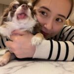 Misa Eto Instagram - ⁡ ⁡ 舌ペロぷっぷ🐶 いつも君の優しさに救われてるよ ⁡ #もうすぐトリミング #誕生日は4月6日 #チワワ男の子 ⁡