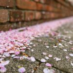 Mizuki Hoshina Instagram - 桜の日🌸 散った花びらも綺麗🌸