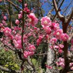 Mizuki Hoshina Instagram - はじめての鹿児島県🌸 #仙巌園 からの#桜島 ⛰ 桜と梅が満開🥰 もうすぐ春です🌸